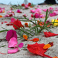petals on sand